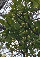 Phoradendron leucarpum