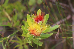 Leucospermum oleifolium