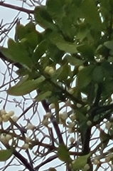 Phoradendron leucarpum