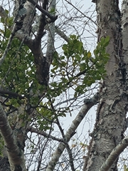 Phoradendron leucarpum