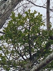 Phoradendron leucarpum