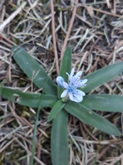 Hyacinthoides lingulata