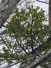 Phoradendron leucarpum