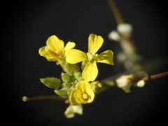 Sisymbrium orientale