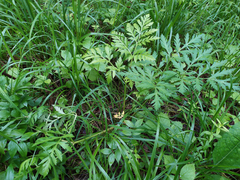 Pleurospermum uralense