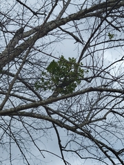 Phoradendron leucarpum