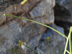 Sisymbrium orientale