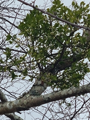 Phoradendron leucarpum