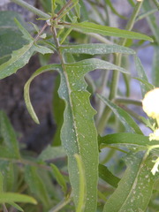 Sisymbrium orientale
