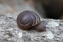 Helminthoglypta sequoicola