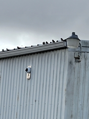 Passer domesticus