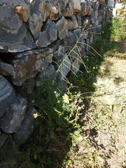 Sisymbrium orientale