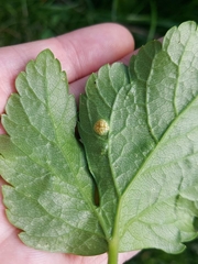 Puccinia smyrnii