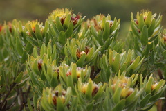 Leucospermum oleifolium