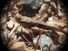 Acrotylus insubricus