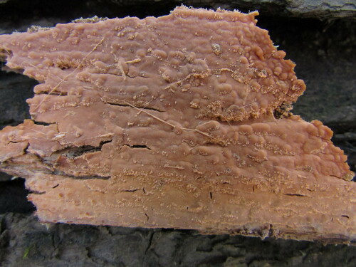 Representative image of Lachnocladiaceae