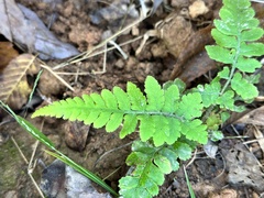 Deparia petersenii