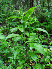 Centaurea phrygia pseudophrygia