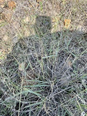 Eragrostis curtipedicellata