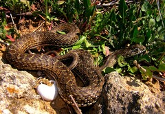 Malpolon monspessulanus