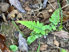Deparia petersenii