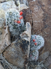 Mammillaria tetrancistra