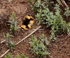 Junonia hierta cebrene