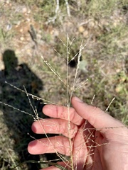 Eragrostis curtipedicellata