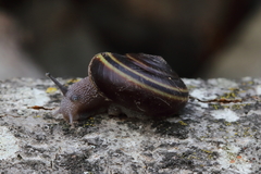 Helminthoglypta sequoicola