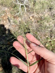 Eragrostis curtipedicellata