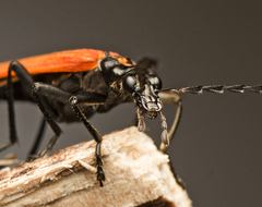 Pseudolycus torridus