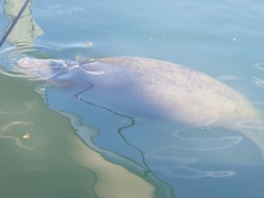 Trichechus manatus latirostris