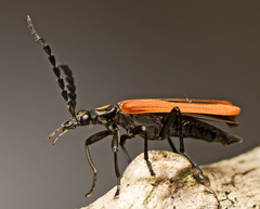 Pseudolycus torridus