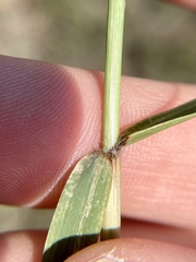 Eragrostis curtipedicellata