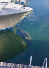 Trichechus manatus latirostris