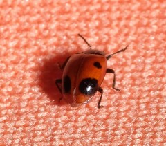 Endomychus biguttatus