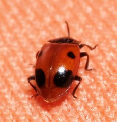 Endomychus biguttatus