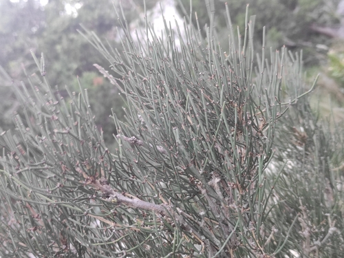 Image of Ephedra nebrodensis by (c) Augustin Soulard, some rights reserved (CC BY)