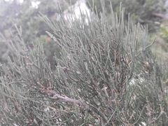 Ephedra major