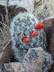 Mammillaria tetrancistra