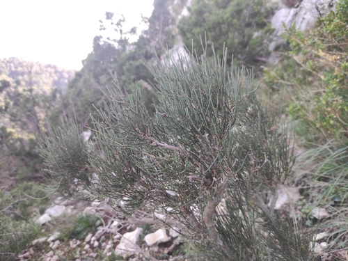 Image of Ephedra nebrodensis by (c) Augustin Soulard, some rights reserved (CC BY)