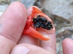 Mammillaria tetrancistra