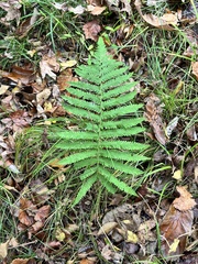 Pelazoneuron kunthii