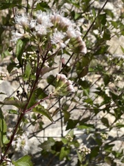Ageratina havanensis
