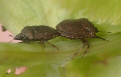 Amaurochrous cinctipes