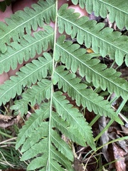 Pelazoneuron kunthii