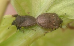 Amaurochrous cinctipes