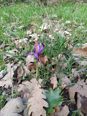 Crocus serotinus