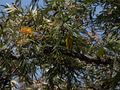 Crithagra flaviventris