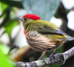 Machaeropterus striolatus